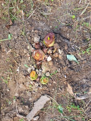 구봉갑산님의 10월 농사 성적 자랑하기 · 참여글 작성글 사진