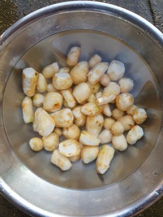 구봉갑산님의 10월 농사 성적 자랑하기 · 참여글 작성글 사진