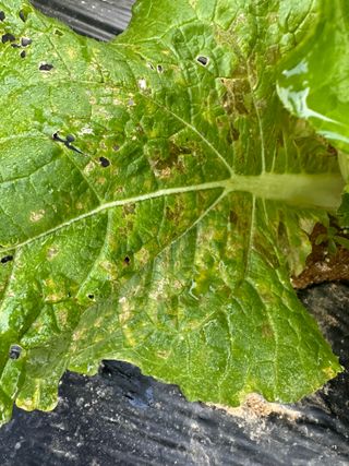 강수창님의 배추 · 병해충상담 작성글 사진