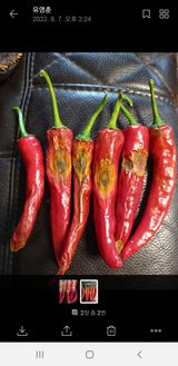 팜모닝 · 게시글 이미지