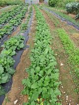 팜모닝 10월 농사 성적 자랑하기·참여글 게시글 이미지