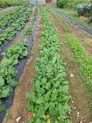 자연인님의 10월 농사 성적 자랑하기 · 참여글 작성글 사진