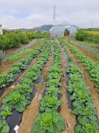 자연인님의 10월 농사 성적 자랑하기 · 참여글 작성글 사진