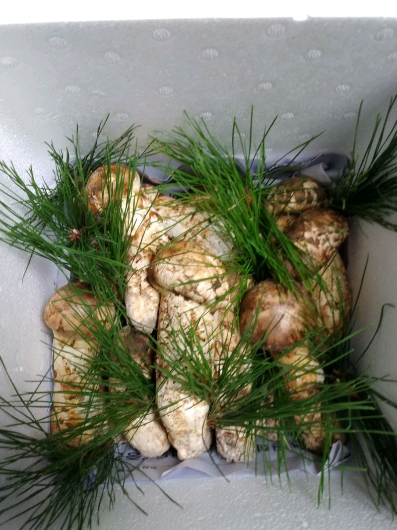 장터 상품 [송이1kg] 썸네일