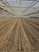 팜모닝 토마토·파종•정식 게시글 이미지