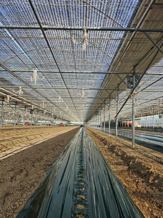 김지연님의 토마토 · 파종•정식 작성글 사진