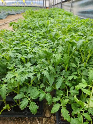 김지연님의 토마토 · 파종•정식 작성글 사진