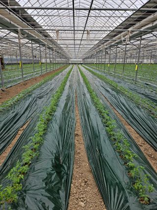 김지연님의 토마토 · 파종•정식 작성글 사진