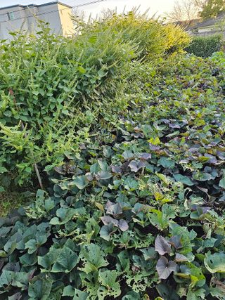 김상식님의 10월 농사 성적 자랑하기 · 참여글 작성글 사진