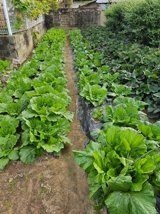 김상식님의 10월 농사 성적 자랑하기 · 참여글 작성글 사진