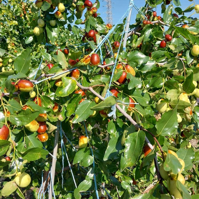 아로대추님의 장터 판매 상품 [(판매완료)달고 아삭한 생대추 판매합니다] 첨부 사진