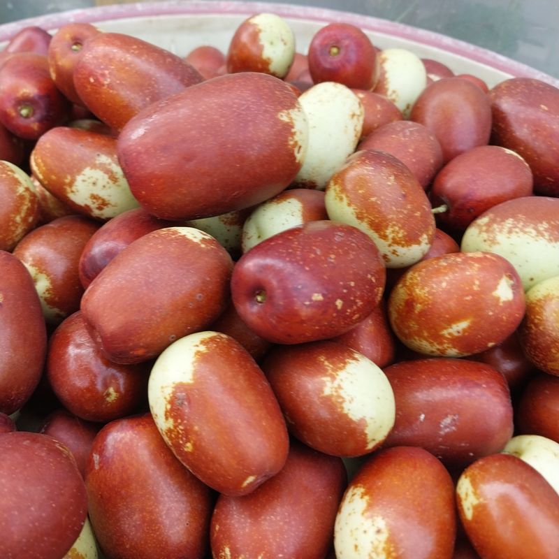 장터 상품 [(판매완료)달고 아삭한 생대추 판매합니다] 썸네일