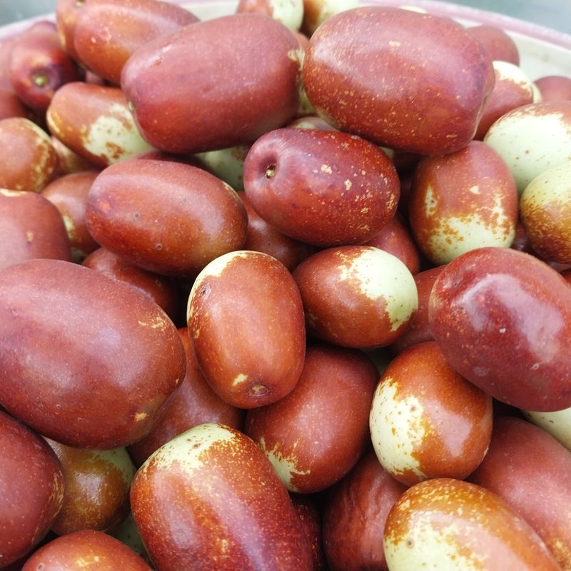 아로대추님의 장터 판매 상품 [(판매완료)달고 아삭한 생대추 판매합니다] 첨부 사진