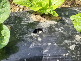 들꽃농장님의 배추 · 일상 작성글 사진