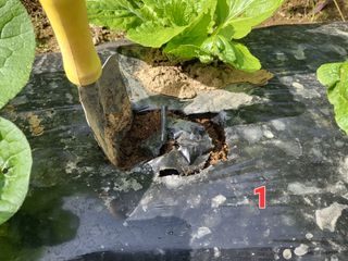 들꽃농장님의 배추 · 일상 작성글 사진