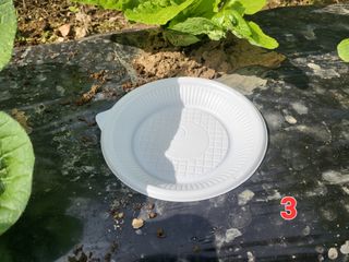 들꽃농장님의 배추 · 일상 작성글 사진