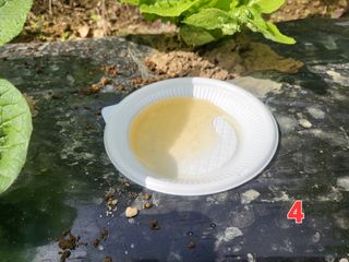 들꽃농장님의 배추 · 일상 작성글 사진