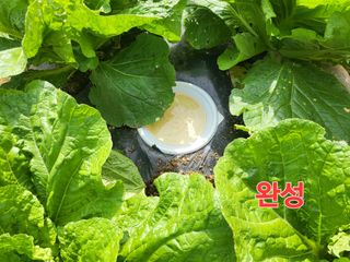 들꽃농장님의 배추 · 일상 작성글 사진