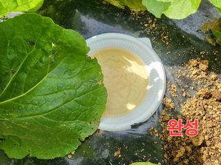 들꽃농장님의 배추 · 일상 작성글 사진