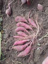 팜모닝 10월 농사 성적 자랑하기·참여글 게시글 이미지