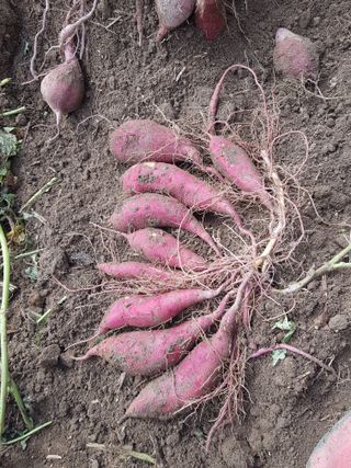 박명광님의 10월 농사 성적 자랑하기 · 참여글 작성글 사진