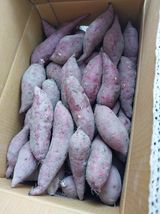 팜모닝 고구마·자유게시판 게시글 이미지