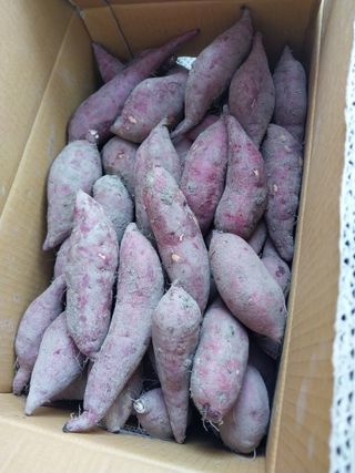 박명광님의 고구마 · 자유게시판 작성글 사진