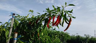 정진해님의 고추 · 일상 작성글 사진