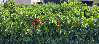 정진해님의 고추 · 일상 작성글 사진