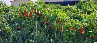 정진해님의 고추 · 일상 작성글 사진