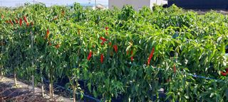 정진해님의 고추 · 일상 작성글 사진