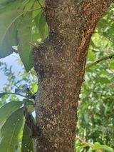 팜모닝 자두·병해충상담 게시글 이미지