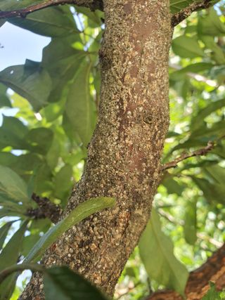 풍성한 수확기원님의 자두 · 병해충상담 작성글 사진