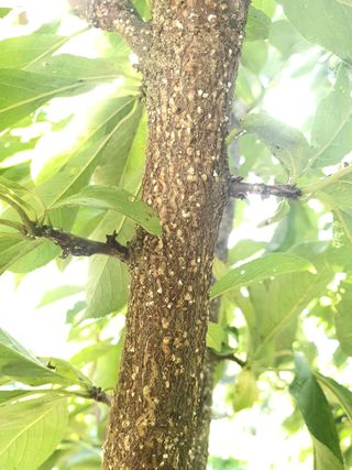 풍성한 수확기원님의 자두 · 병해충상담 작성글 사진