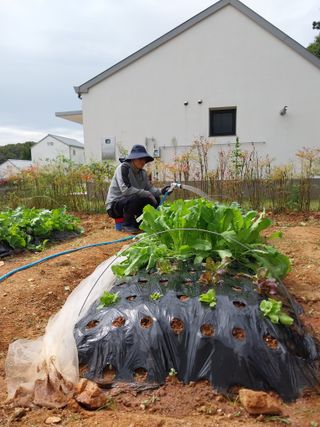 하늘샘(하경수)님의 배추 · 수확 작성글 사진