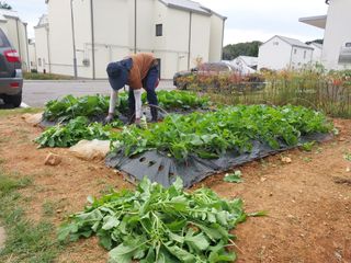 하늘샘(하경수)님의 배추 · 수확 작성글 사진