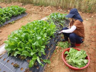 하늘샘(하경수)님의 배추 · 수확 작성글 사진