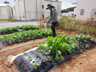 하늘샘(하경수)님의 배추 · 수확 작성글 사진