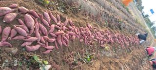 강성분님의 10월 농사 성적 자랑하기 · 참여글 작성글 사진