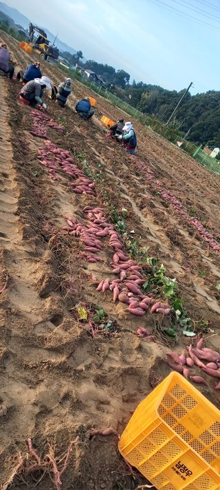 강성분님의 10월 농사 성적 자랑하기 · 참여글 작성글 사진