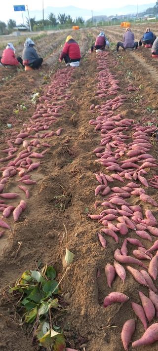 강성분님의 10월 농사 성적 자랑하기 · 참여글 작성글 사진