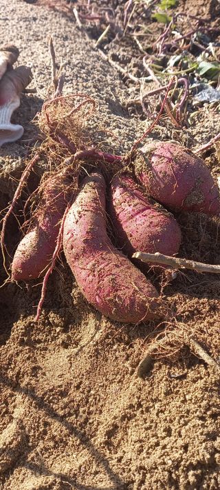 강성분님의 10월 농사 성적 자랑하기 · 참여글 작성글 사진