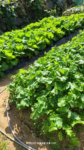 도솔님의 사과 · 영농일지 작성글 사진