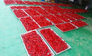 이민정님의 복숭아 · 자유게시판 작성글 사진