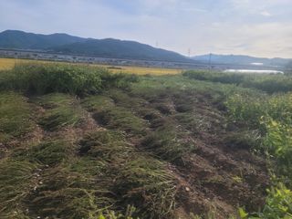 김흥환 님의 들깨 · 영농일지 작성글 사진