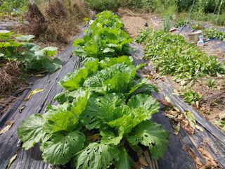 금동이네님의 기타작물 · 자유게시판 작성글 사진