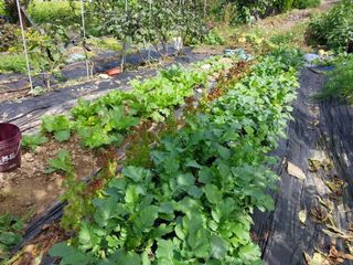 금동이네님의 기타작물 · 자유게시판 작성글 사진