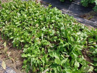 금동이네님의 기타작물 · 자유게시판 작성글 사진