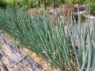 금동이네님의 기타작물 · 자유게시판 작성글 사진