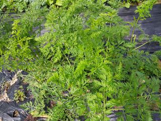 금동이네님의 기타작물 · 자유게시판 작성글 사진